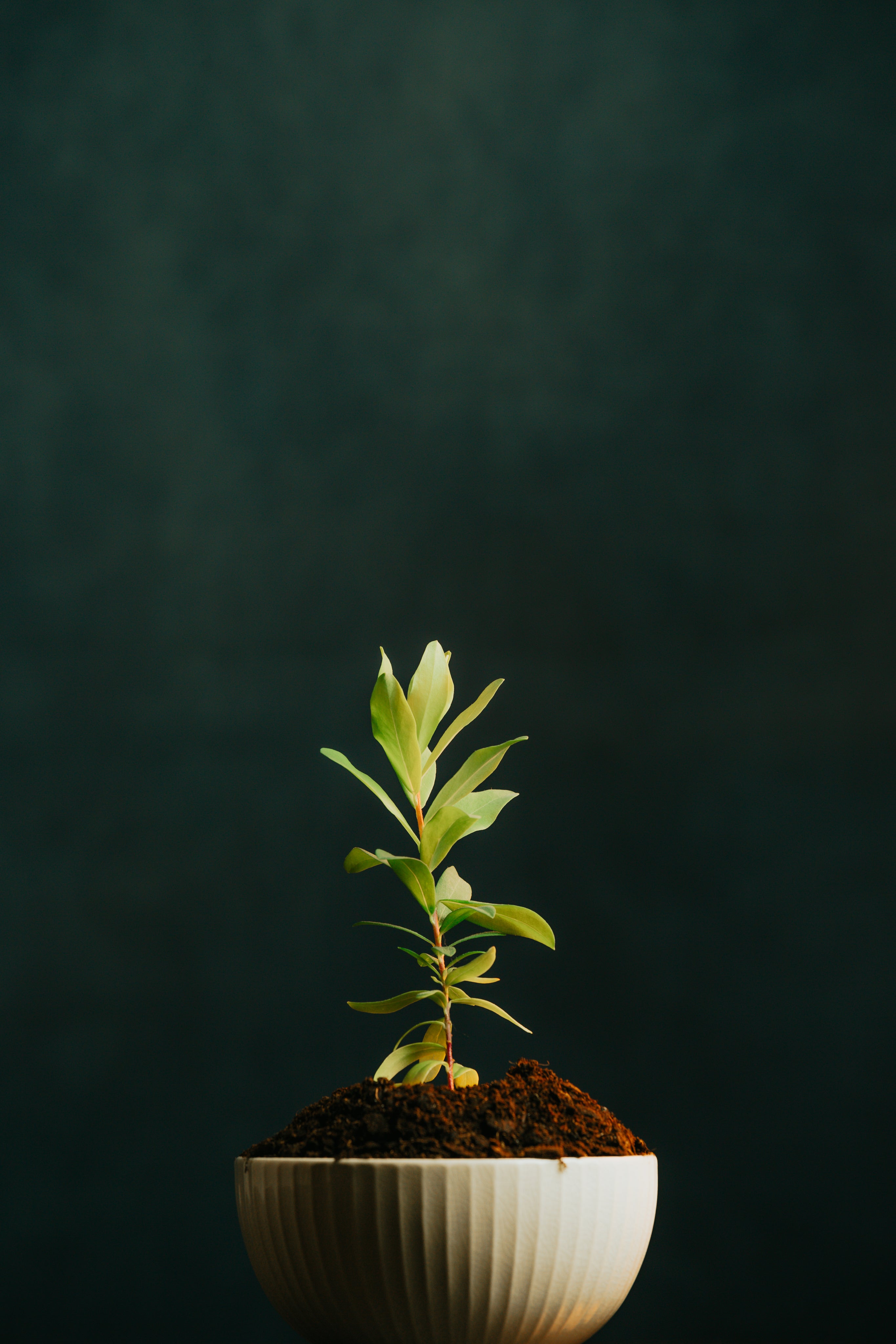 small-green-plant-in-a-white-bowl - The Axiom Creative Hub